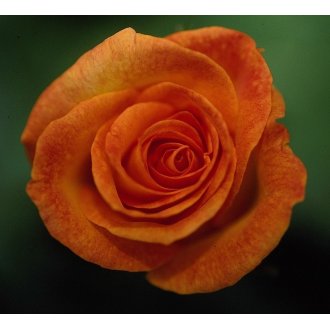 Róża wielkokwiatowa pomarańczowa