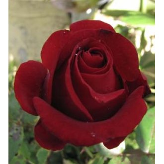 Róża wielkokwiatowa bordowa