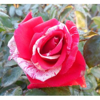 Róża wielkokwiatowa czerwona w białe paski