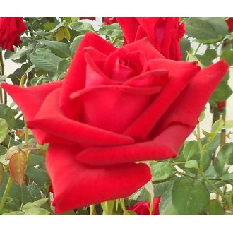 Róża wielkokwiatowa czerwona