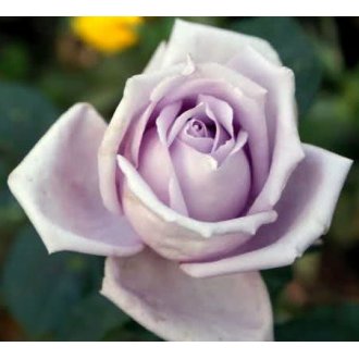 Róża wielkokwiatowa fioletowa