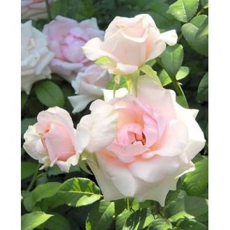 Róża wielkokwiatowa jasnoróżowa