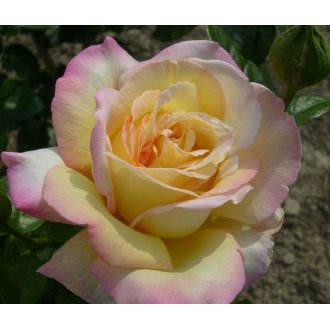Róża wielkokwiatowa kremowa z różowym brzegiem