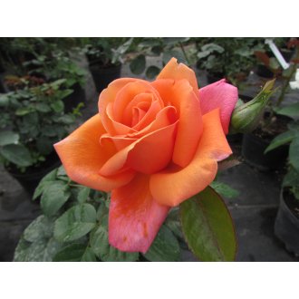 Róża wielkokwiatowa pomarańczowo - różowa