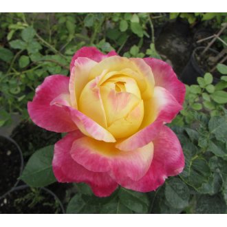 Róża wielkokwiatowa żółto - różowa