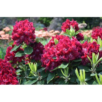 Różanecznik Rhododendron Kali