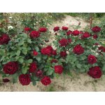 Róże krzaczaste 600 szt. HURT - z gruntu