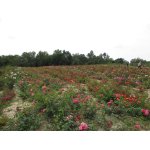 Róże krzaczaste HURT - z gruntu