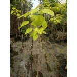Surmia bignoniowa (catalpa) "Aurea"