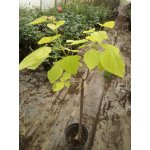Surmia bignoniowa (catalpa) "Aurea"