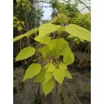Surmia bignoniowa (catalpa) "Aurea"