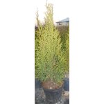 Żywotnik zachodni Thuja "Smaragd", Tuja