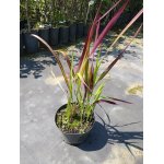 Trawa Imperata cylindryczna Red Baron