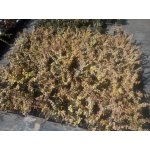 Trzmielina krzaczasta "Emerald\'n Gold"