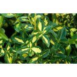 Trzmielina pienna "Sunspot"