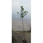 Wiśnia osobliwa "Umbraculifera"