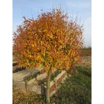 Wiśnia osobliwa "Umbraculifera"