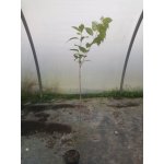 Wiśnia piłkowana "Amanogawa" na pniu