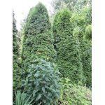 Żywotnik zachodni Thuja "Smaragd", Tuja