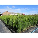 Żywotnik zachodni Thuja "Smaragd", Tuja